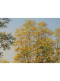 Oleg Riabchuk, When summer meets Autumn, peinture - Galerie de vente et d’achat d’art contemporain en ligne Artalistic