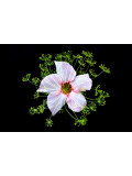 Jelena Rakin, Emanation du pentagramme, photo - Galerie de vente et d’achat d’art contemporain en ligne Artalistic