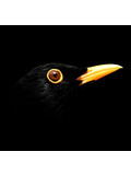 Mr Strange, Blackbird, edition - Galerie de vente et d’achat d’art contemporain en ligne Artalistic