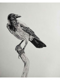 Lucile Maury, Corbeau gris, dessin - Galerie de vente et d’achat d’art contemporain en ligne Artalistic