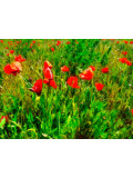 Jean-Louis Bouzou, Coquelicots, photo - Galerie de vente et d’achat d’art contemporain en ligne Artalistic