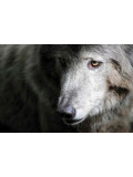 Véronique Fournier, wolf, photo - Galerie de vente et d’achat d’art contemporain en ligne Artalistic