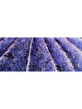 Anne Robin, Souvenirs de Provence, peinture - Galerie de vente et d’achat d’art contemporain en ligne Artalistic