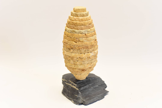 COCON DORÉ
