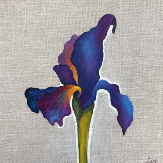Velvet Iris
