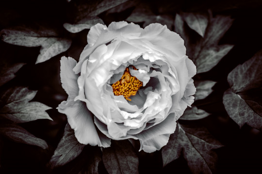Espoir d’une fleur