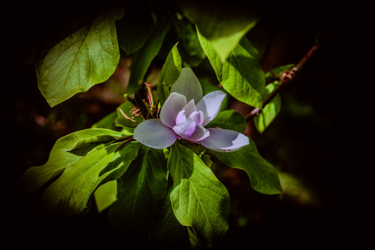 Naissance de magnolia