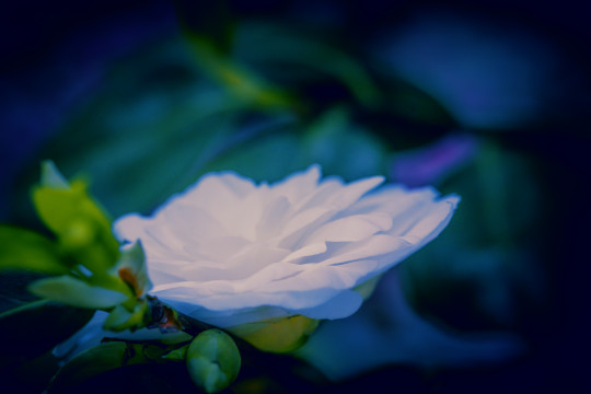 Sérénité d’une fleur