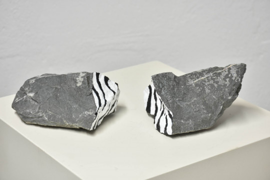 Fossilized zebra 2
