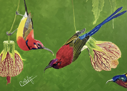 Les p'tits colibris