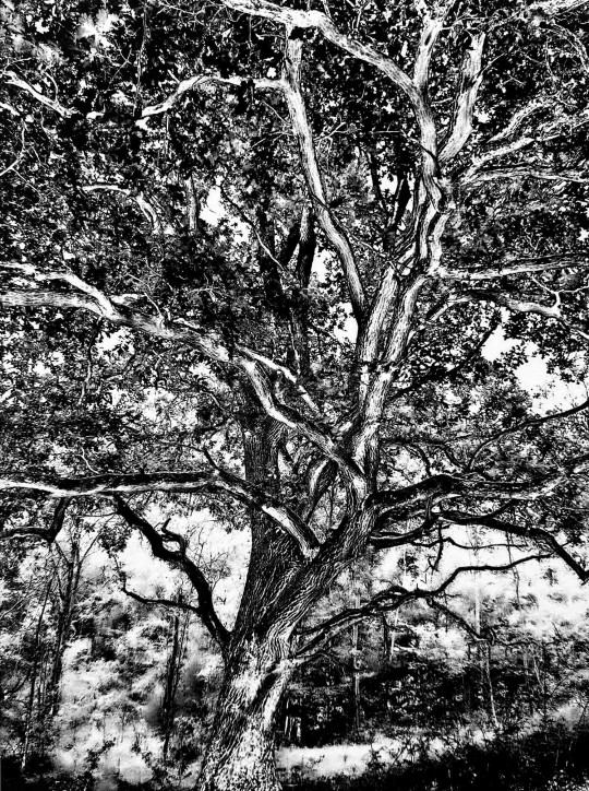 L'arbre druidique