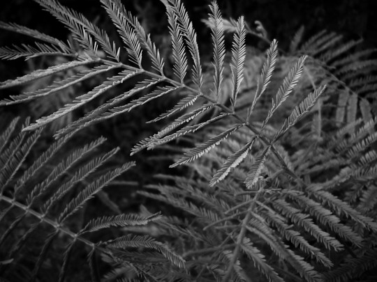 Branches de mimosa