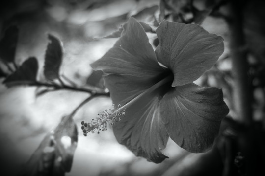 Hibiscus
